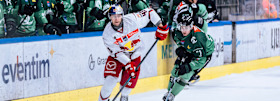 Tension before home game against Ljubljana: Red Bulls demand revenge